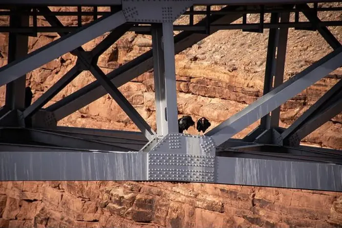 Framed Print : A pair of California condors sit perched on the structural beams of Navajo Bridge in Arizona Framed Print : A pair of California condors sit perched on the structural beams of Navajo Bridge in Arizona