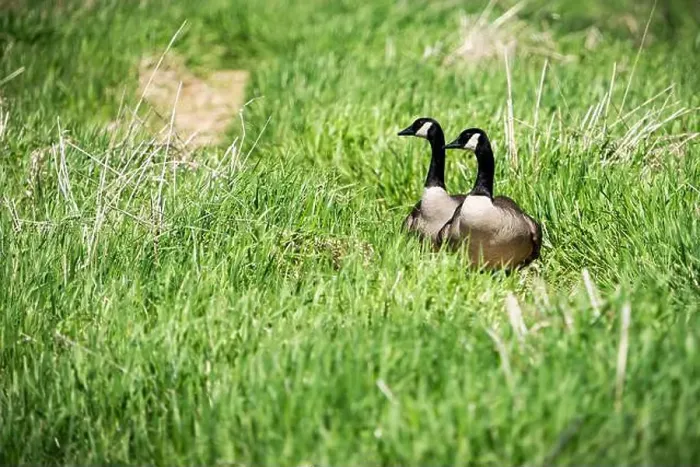 Framed Print : A pair of Canada Geese exploring the coastline of an island on the St. Lawrence River Framed Print : A pair of Canada Geese exploring the coastline of an island on the St. Lawrence River