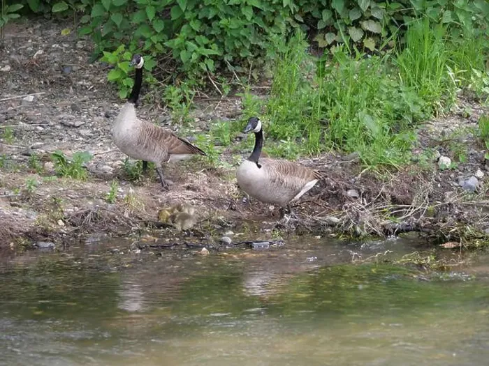 Framed Print : Pair of Canada geese grazing on the banks of a river (Main near Würzburg) Framed Print : Pair of Canada geese grazing on the banks of a river (Main near Würzburg)