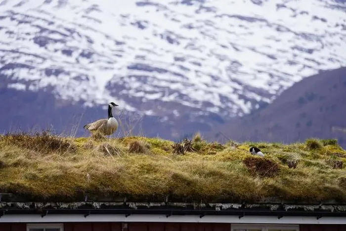 Framed Print : A pair of canada geese on the roof of a house at Oere marina Framed Print : A pair of canada geese on the roof of a house at Oere marina