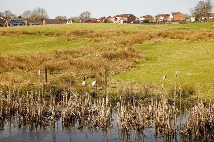 Framed Print : A pair of Canada Geese stand beside the water with grassy fields leading up hill to houses in the distance Framed Print : A pair of Canada Geese stand beside the water with grassy fields leading up hill to houses in the distance