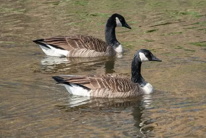Framed Print : A pair of Canada geese swimming in bright sunshine Framed Print : A pair of Canada geese swimming in bright sunshine