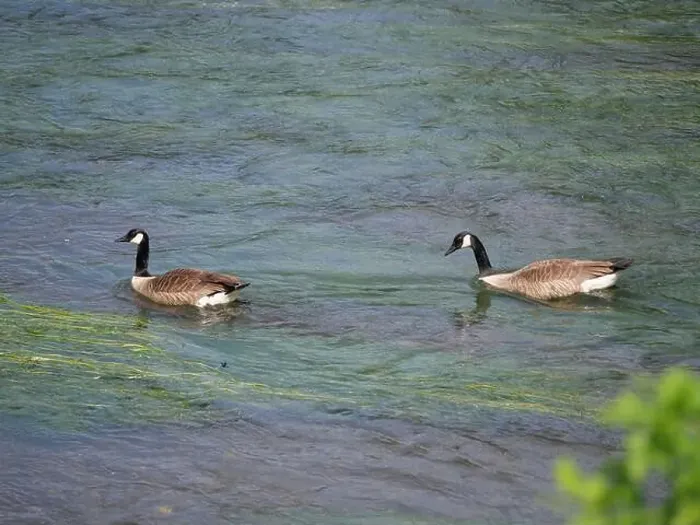 Framed Print : A pair of Canada geese swimming one behind the other against the current on a river