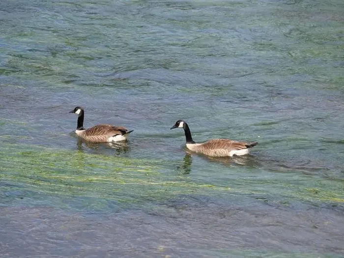 Framed Print : A pair of Canada geese swimming one behind the other against the current on a river