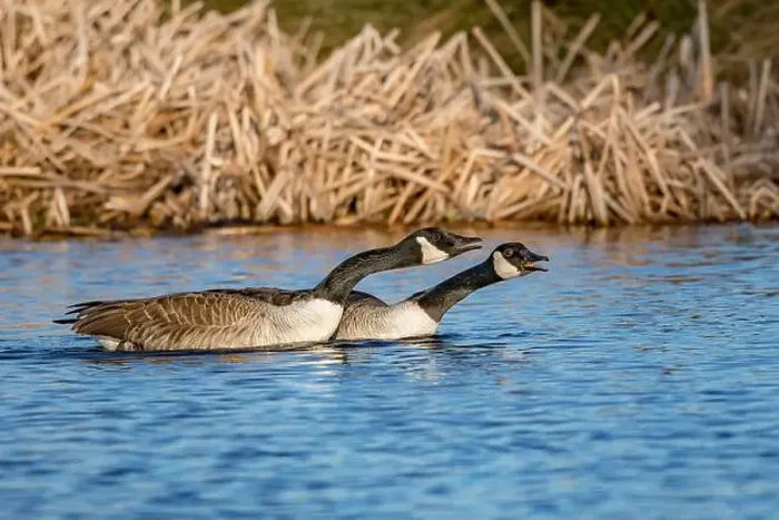 Framed Print : Pair of Canada geese warning off rivals Framed Print : Pair of Canada geese warning off rivals