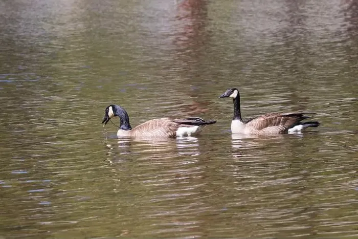 Framed Print : A pair of Canadian geese (Branta canadensis) foraging in the shallow waters of Blue Lake Framed Print : A pair of Canadian geese (Branta canadensis) foraging in the shallow waters of Blue Lake