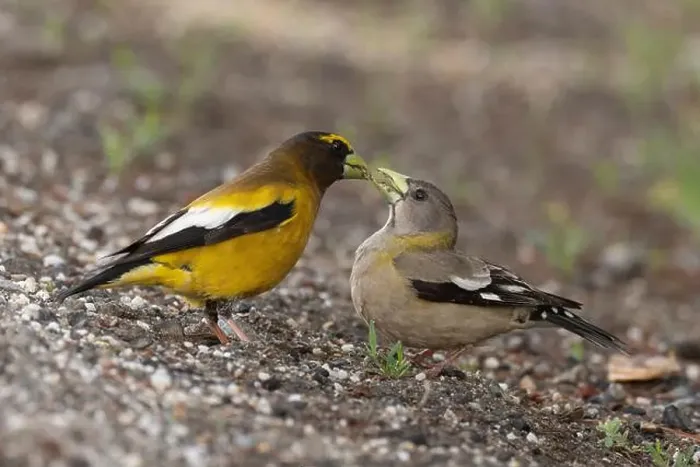 Framed Print : A pair of Evening Grosbeaks (Coccothraustes vespertinus)