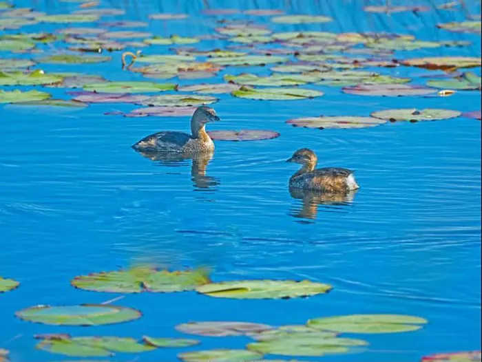 Framed Print : A Pair fo Pied Billed Grebe Amongst the Lily Pads in the St Marks National Wildlife Refuge in Florida Framed Print : A Pair fo Pied Billed Grebe Amongst the Lily Pads in the St Marks National Wildlife Refuge in Florida