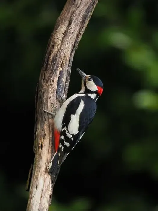 Framed Print : This pair of great spotted woodpeckers are taking advantage of an easy food source in my garden some of which they are Framed Print : This pair of great spotted woodpeckers are taking advantage of an easy food source in my garden some of which they are