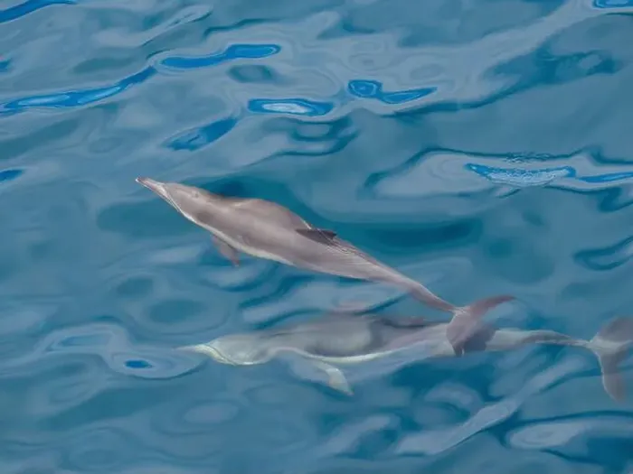 Framed Print : A pair of long-beaked common dolphins (Delphinus capensis) Framed Print : A pair of long-beaked common dolphins (Delphinus capensis)