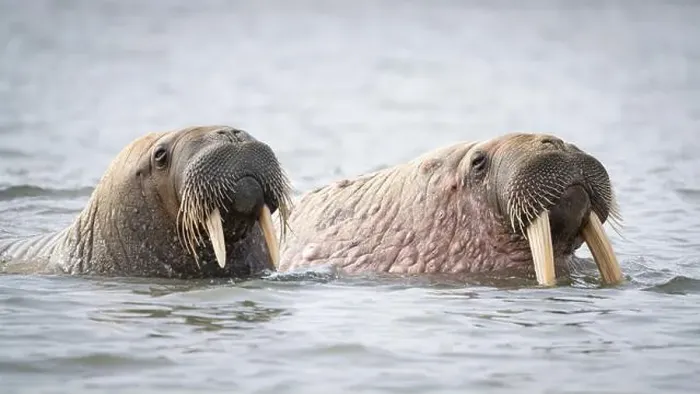 Framed Print : A pair of male walrus swimming in the water svalbard Framed Print : A pair of male walrus swimming in the water svalbard