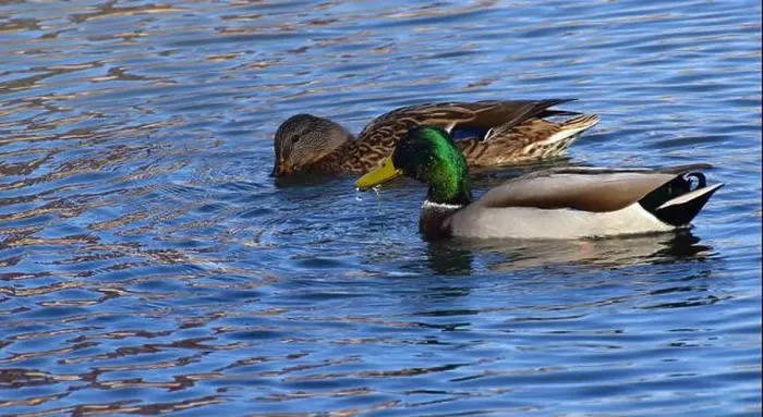 Framed Print : A pair of Mallard ducks feeding in a small pond in southwestern Wisconsin in late October Framed Print : A pair of Mallard ducks feeding in a small pond in southwestern Wisconsin in late October