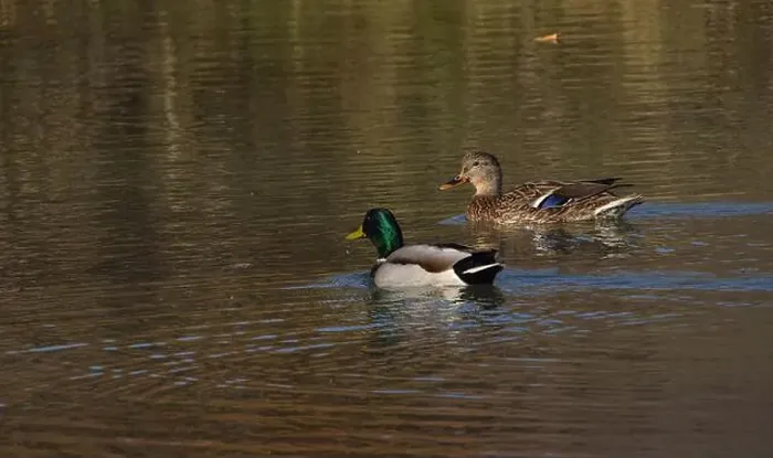 Framed Print : A pair of Mallard ducks feeding in a small pond in southwestern Wisconsin in late October Framed Print : A pair of Mallard ducks feeding in a small pond in southwestern Wisconsin in late October