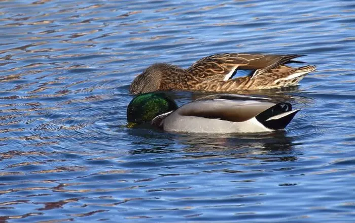 Framed Print : A pair of Mallard ducks feeding in a small pond in southwestern Wisconsin in late October Framed Print : A pair of Mallard ducks feeding in a small pond in southwestern Wisconsin in late October
