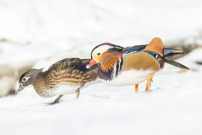 Framed Print : Pair Mandarin duck (Aix galericulata) in winter Framed Print : Pair Mandarin duck (Aix galericulata) in winter