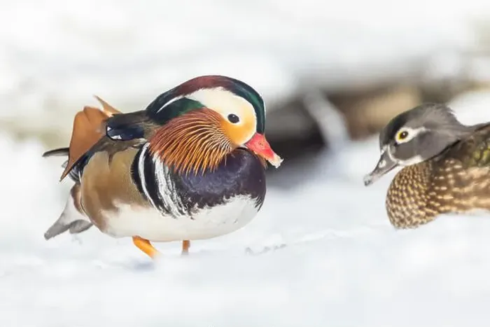 Framed Print : Pair Mandarin duck (Aix galericulata) in winter Framed Print : Pair Mandarin duck (Aix galericulata) in winter