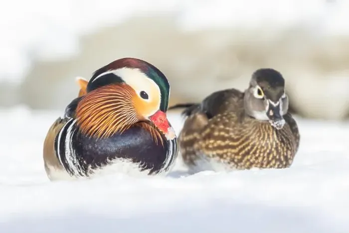 Framed Print : Pair Mandarin duck (Aix galericulata) in winter Framed Print : Pair Mandarin duck (Aix galericulata) in winter