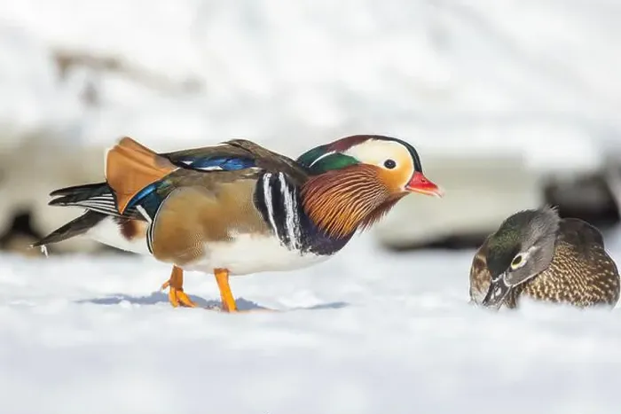 Framed Print : Pair Mandarin duck (Aix galericulata) in winter Framed Print : Pair Mandarin duck (Aix galericulata) in winter