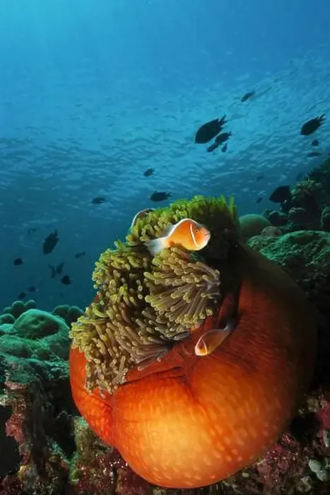 Framed Print : Pair of pink skunk clownfish (Amphiprion perideraion) in a bright orange anemone, North Sulawesi, Indonesia Framed Print : Pair of pink skunk clownfish (Amphiprion perideraion) in a bright orange anemone, North Sulawesi, Indonesia