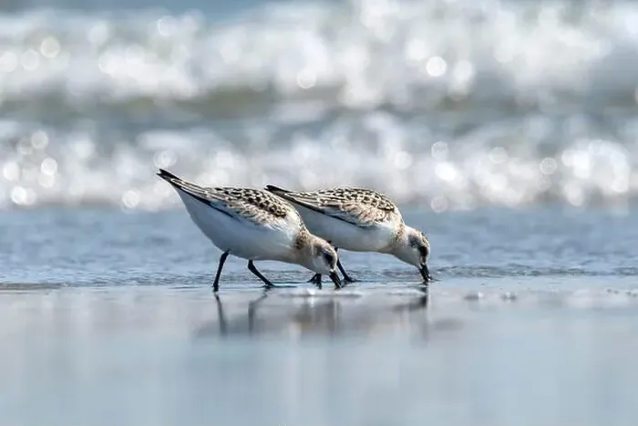 Framed Print : Pair of sanderlings foraging at water's edge in Nova Scotia