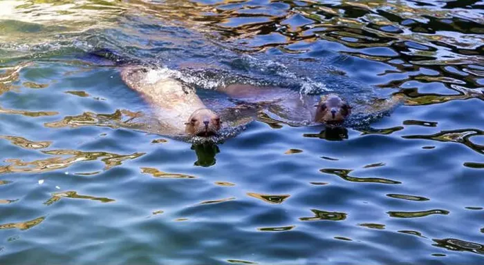 Framed Print : A pair of seals are swimming in the water. High quality photo Framed Print : A pair of seals are swimming in the water. High quality photo