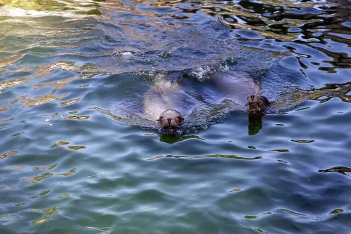 Framed Print : A pair of seals are swimming in the water. High quality photo Framed Print : A pair of seals are swimming in the water. High quality photo