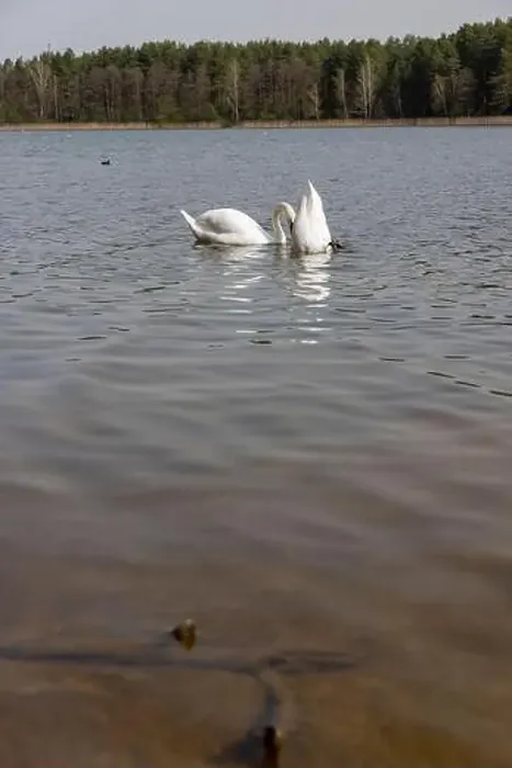Framed Print : a pair of swans feed in the lake in the spring, a pair of white swans look for food underwater in the lake Framed Print : a pair of swans feed in the lake in the spring, a pair of white swans look for food underwater in the lake