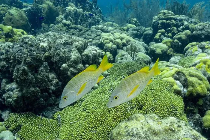 Framed Print : A pair of vibrant Yellowtail Snappers or Ocyurus chrysurus swim above the lush coral reef off the coast of Bonaire Framed Print : A pair of vibrant Yellowtail Snappers or Ocyurus chrysurus swim above the lush coral reef off the coast of Bonaire