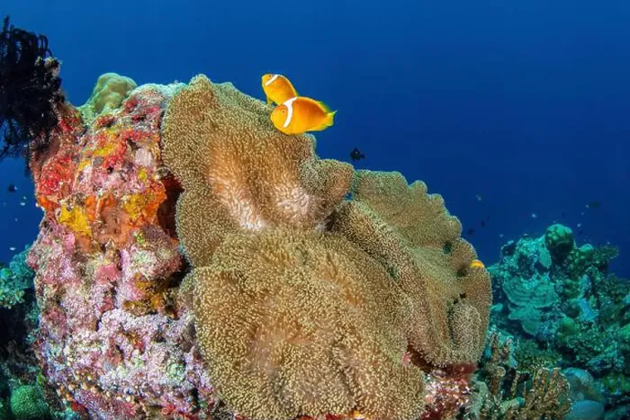 Framed Print : A pair of white capped clownfish, Solomon Island Framed Print : A pair of white capped clownfish, Solomon Island