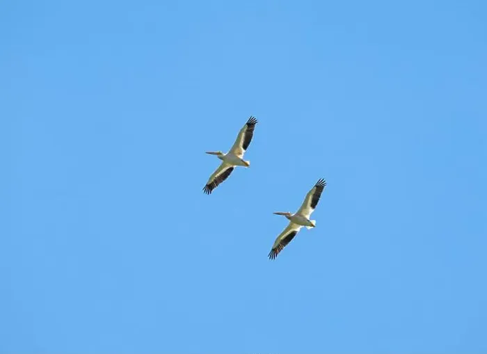 Framed Print : A Pair of White Pelicans in Flight at Spring Lake Along the Mississippi River in Illinois Framed Print : A Pair of White Pelicans in Flight at Spring Lake Along the Mississippi River in Illinois
