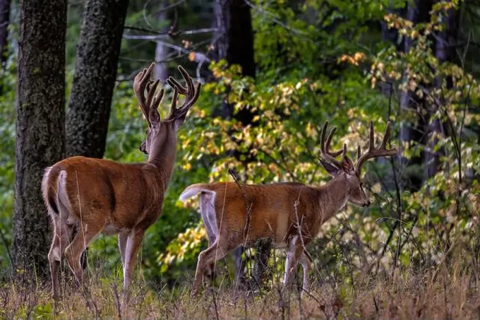 Framed Print : Pair of whitetail deer bucks in woods of Whitefish, Montana, USA Framed Print : Pair of whitetail deer bucks in woods of Whitefish, Montana, USA