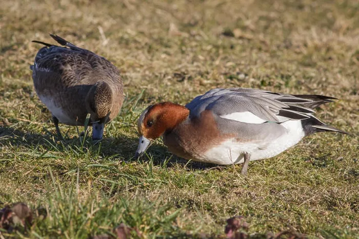 Framed Print : A pair of Wigeon grazing on grass Framed Print : A pair of Wigeon grazing on grass