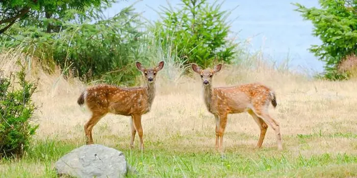 Framed Print : Pair of wild black tailed deer fawns Odocoileus hemionous watching Framed Print : Pair of wild black tailed deer fawns Odocoileus hemionous watching