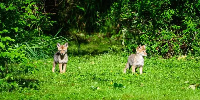 Framed Print : Pair of young coyote pups (Canis latrans) watching on edge of meadow Framed Print : Pair of young coyote pups (Canis latrans) watching on edge of meadow