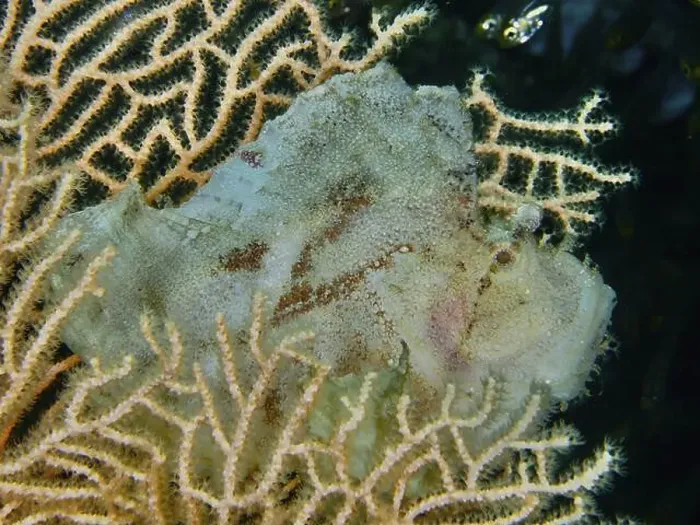Framed Print : A pale green rocking fish (Taenianotus triacanthus) lurking in giant fan coral (Annella mollis) Framed Print : A pale green rocking fish (Taenianotus triacanthus) lurking in giant fan coral (Annella mollis)