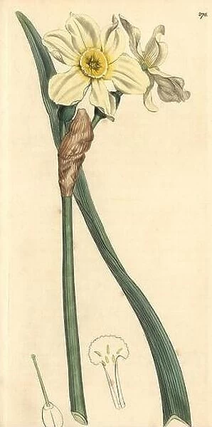 Pale narcissus or primrose peerless, Narcissus biflorus. Handcoloured copperplate engraving from a drawing by James Sowerby for Smith's 'English