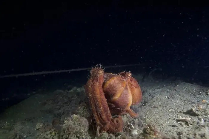 Framed Print : Two Pale octopus mating