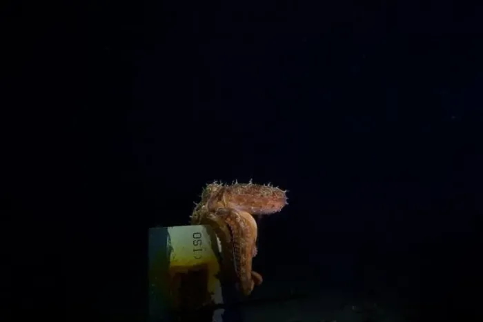 Framed Print : Pale Octopus at Night time at Mornington Pier outer reef Framed Print : Pale Octopus at Night time at Mornington Pier outer reef