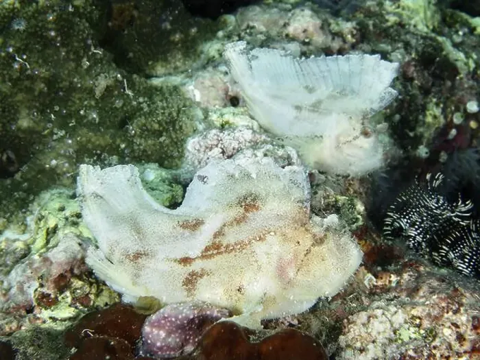 Framed Print : Two pale rocking fish (Taenianotus triacanthus) lying next to each other in the coral reef