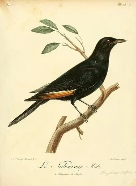 Pale-winged starling, 18th century illustration