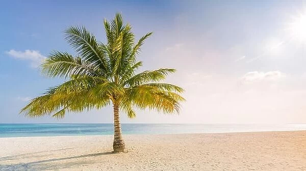 Palm on the beach, sunny day at the beach, calm landscape of seashore, tranquil tropical nature