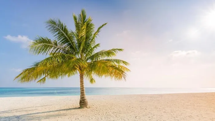 Framed Print : Palm on the beach, sunny day at the beach, calm landscape of seashore, tranquil tropical nature Framed Print : Palm on the beach, sunny day at the beach, calm landscape of seashore, tranquil tropical nature