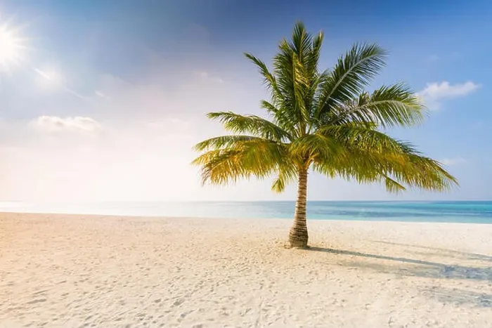 Framed Print : Palm on the beach, sunny day at the beach, calm landscape of seashore, tranquil tropical nature Framed Print : Palm on the beach, sunny day at the beach, calm landscape of seashore, tranquil tropical nature