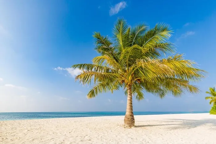 Framed Print : Palm on the beach, sunny day at the beach, calm landscape of seashore, tranquil tropical nature Framed Print : Palm on the beach, sunny day at the beach, calm landscape of seashore, tranquil tropical nature