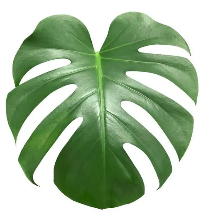 Framed Print : palm leaf isolated on the white background. Clipping path Framed Print : palm leaf isolated on the white background. Clipping path