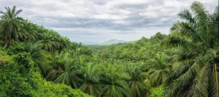 Framed Print : Palm Oil Plantation Adjacent to Tabin Wildlife Reserve, Borneo, Malaysia Framed Print : Palm Oil Plantation Adjacent to Tabin Wildlife Reserve, Borneo, Malaysia