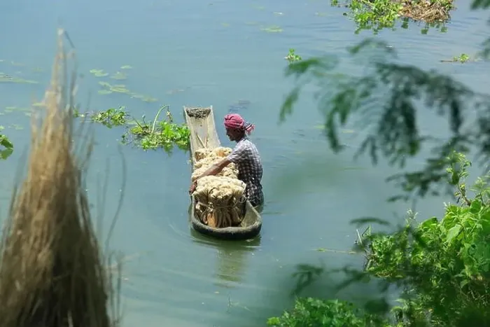Framed Print : A palm tree boat also called donga carries jute fibres on the marsh in Gopalganj, Bangladesh Framed Print : A palm tree boat also called donga carries jute fibres on the marsh in Gopalganj, Bangladesh