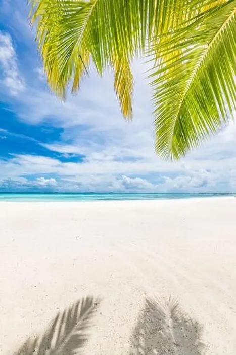 Framed Print : Palm tree leaves over luxury beach. Perfect tropical white sand beach with coconut palm, summer vacation holiday background concept Framed Print : Palm tree leaves over luxury beach. Perfect tropical white sand beach with coconut palm, summer vacation holiday background concept