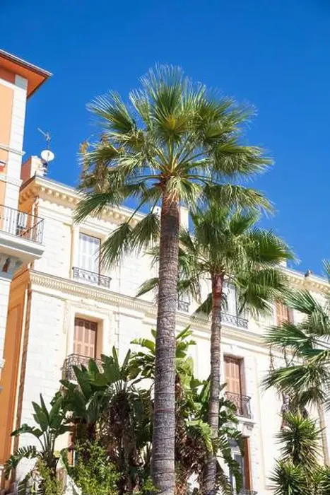Framed Print : Palm tree on Promenade du Soleil, Menton, France Framed Print : Palm tree on Promenade du Soleil, Menton, France