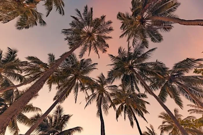 Framed Print : Palm trees with colorful sunset sky. Exotic tropical nature pattern, low point of view landscape. Peaceful and inspirational island scenic, silhouette Framed Print : Palm trees with colorful sunset sky. Exotic tropical nature pattern, low point of view landscape. Peaceful and inspirational island scenic, silhouette